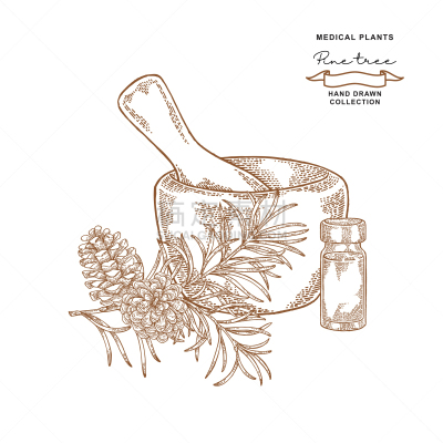 pine tree branch with cones medical plants set