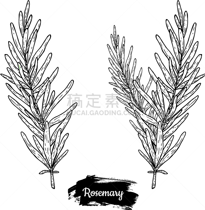 迷迭香,草图,绿色,黑色,清新,植物学,图像,绘制,瘦身,设计