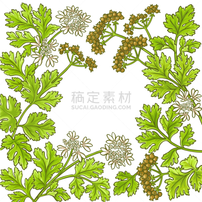 芫荽叶,边框,蔬菜,菜单,香料,食品,调味品,烹调,绘制,花