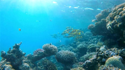 红海的笛鲷鱼群/Marsa Alam