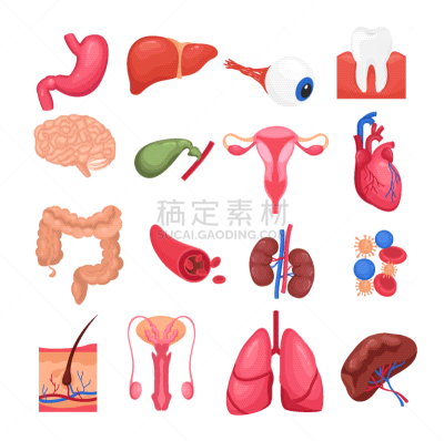 色彩鲜艳,膀胱,胆囊,人,白色,小的,顺序,布置,收集