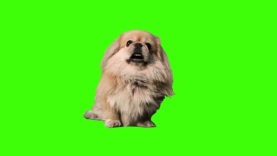 会说话的狗