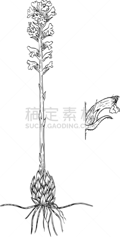 分离着色,有机食品,图像,植物群,叶子,矢量,唇形科,植物,复古,绘制