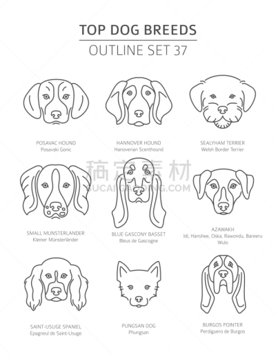 轮廓,宠物,狗,猎犬,分离着色,纯种犬,梗犬,直的,肖像,收集