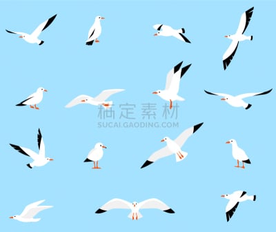 自然美,分离着色,白色,白昼,图像,船,鸟类,布置,收集,飞