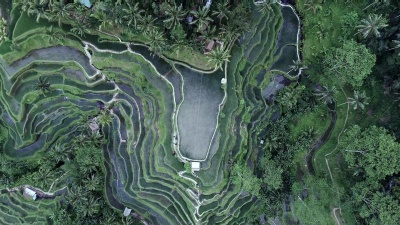 Tegallalang水稻梯田