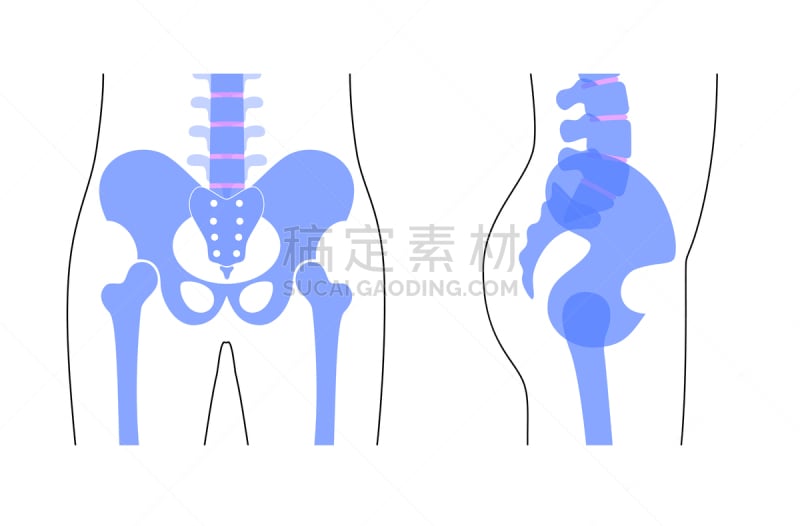 骨盆,人,有序,健康保健,髋臼,部分,侧面,背景分离,尾骨,中间部分