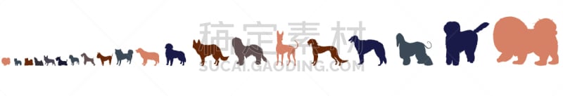 比例,狗,白色,分离着色,顺序,纯种犬,梗犬,牧羊犬,服从