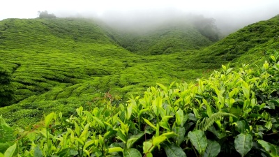 山坡上有薄雾的茶园