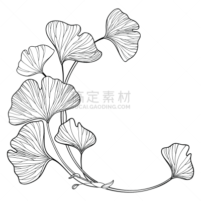 华丽的,银杏树,圆形,轮廓,枝,叶子,矢量,黑色,角落,串