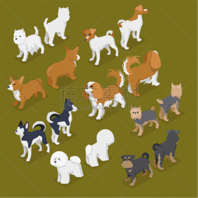 狗,小的,木瓶,分离着色,白色,宠物,纯种犬,梗犬,图像,收集