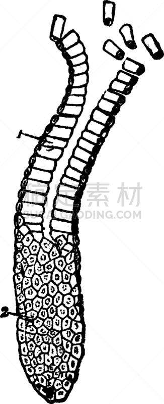 白色,矢量,图像,雕刻图像,黑色,复古