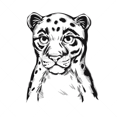 哺乳纲,猫科动物,野外动物,绘画插图,矢量,云豹,动物,草图,大型猫科动物