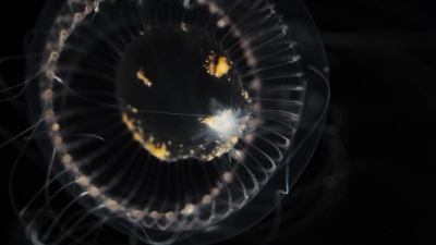 水母鱼 