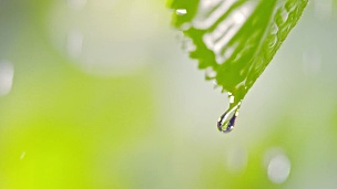 在雨中从树叶上落下的水滴