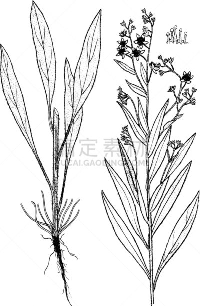 植物学,分离着色,有机食品,图像,植物群,花瓣,叶子,琉璃苣,复古,绘制