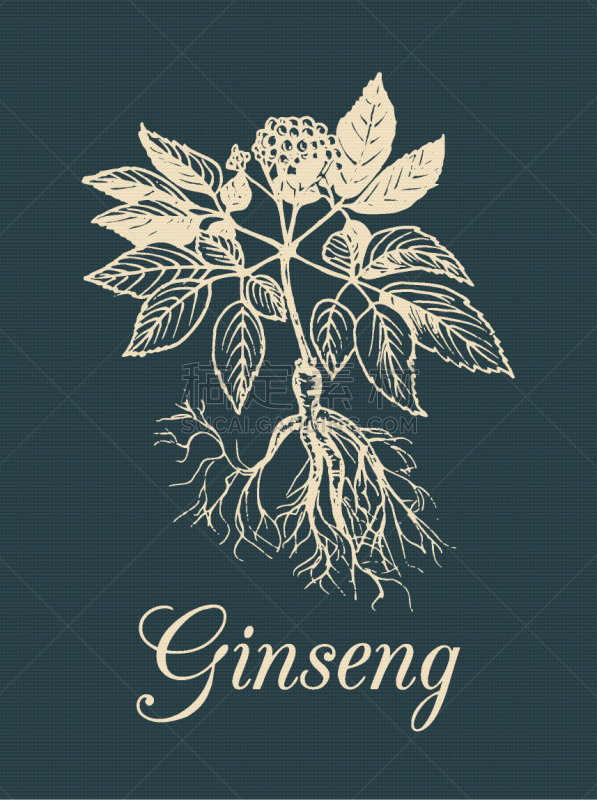 Ginseng,环境,植物学,图像,矢量,分离着色,草本,恢复,瘦身,绘制