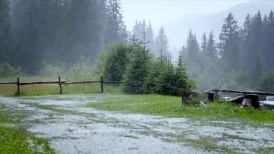 在绿色森林的背景下着大雨。