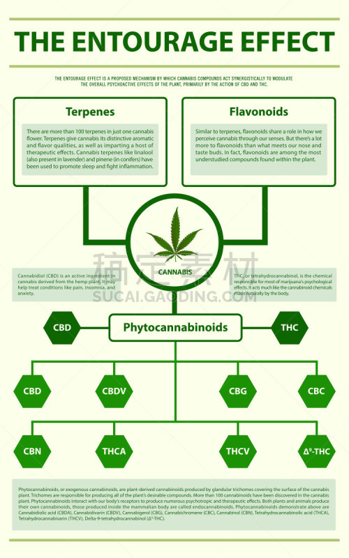 信息图表,垂直画幅,图像特效,健康保健,替代医药,分子,受体,舌下,淋巴系统,神经科学