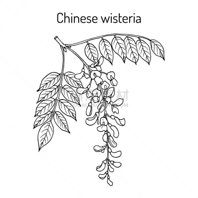 紫藤,洋葱花,生物学,自然,健康保健,季节,草本,药,环境