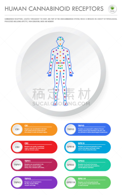 受体,人,商务,垂直画幅,分子,淋巴系统,植物,香熏油