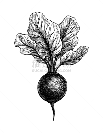 ink sketch beetroot