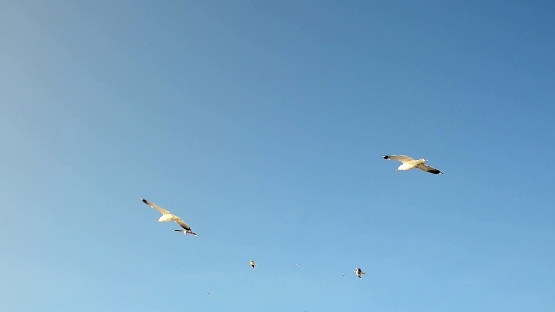 天空中的海鸥