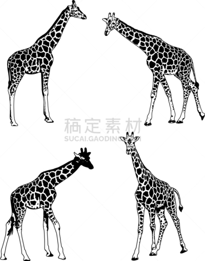 长颈鹿,草图,舞台,分离着色,动物园,非洲,野生动物,图像,收集,站