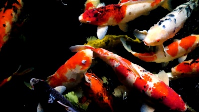 黑色背景花式鲤鱼，慢动作