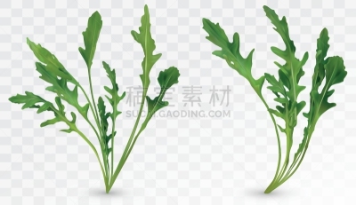 清新,沙拉,绘画插图,叶子,矢量,绿色,芝麻菜,三维图形,背景