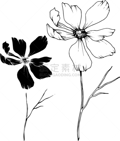 黑色,大波斯菊,植物学,壁纸,植物群,春天,乡村风格,花,剪影