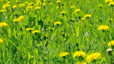 绿色空地上盛开的黄色蒲公英。青春田野花