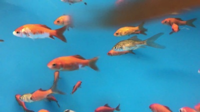 金鱼在水族馆里游泳