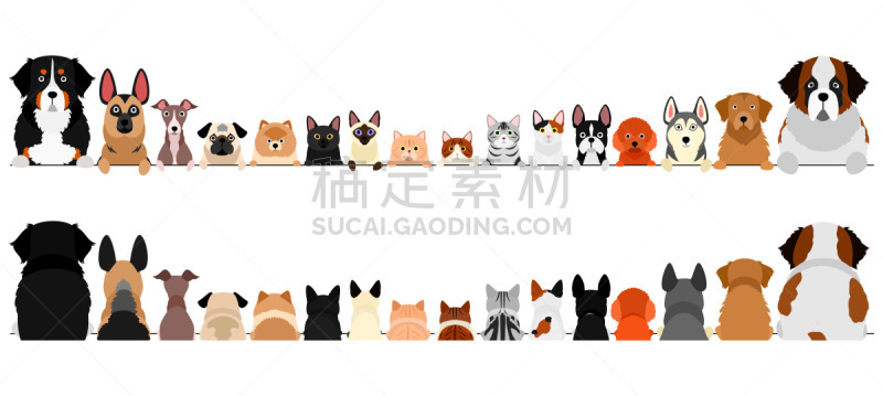 狗,小的,半身像,猫,动物背脊,巨大的,正面视角,国境线,纯种犬,线条