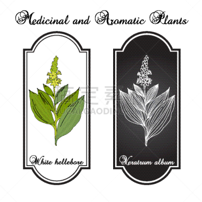 white hellebore veratrum album medicinal plant