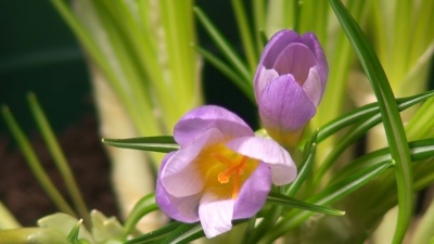 番红花盛开