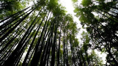 低角度的竹林全景
