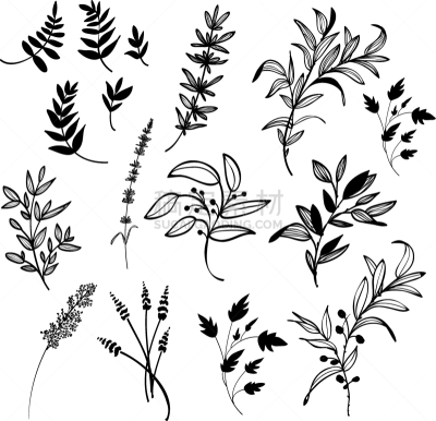 植物学,矢量,插图画家,图像