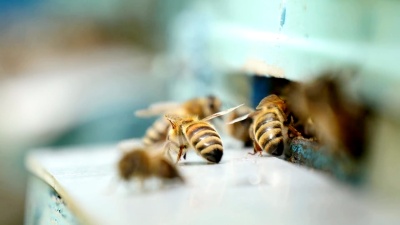 夏天，蜜蜂在蜂箱入口处爬行。他们把蜂蜜