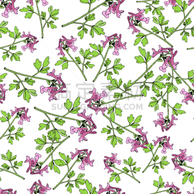 seamless pattern with fumewort corydalis solida