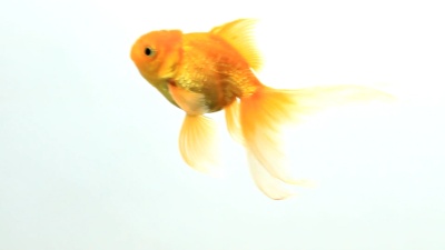 金鱼游泳