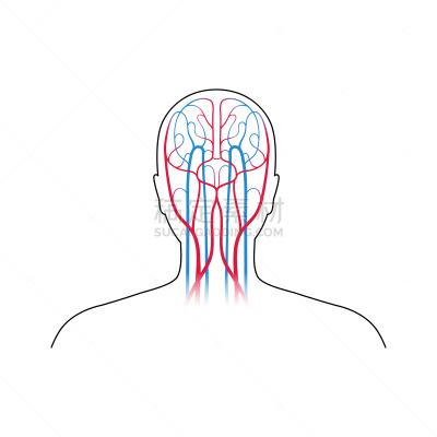 心血管系统,生物学,病历卡,有序,健康保健,脉搏图,背景分离,动脉,维管束
