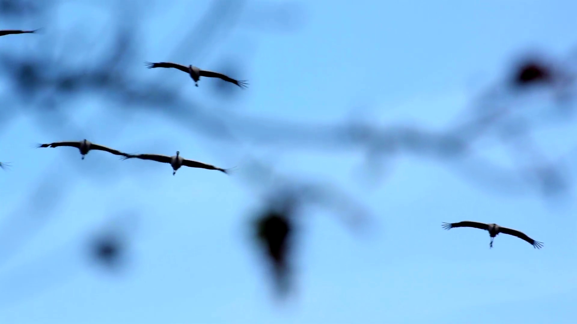 在空中飞行的普通鹤(Grus)