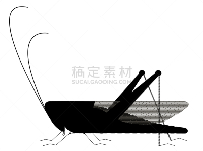 蚱蜢,自然,野生动物,简单,图像,小胡子,自然美,动物,昆虫,剪影