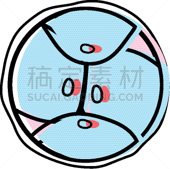 生物学,脱氧核糖核酸,胚胎,卵子,人,科学,生物科技,健康保健,分割