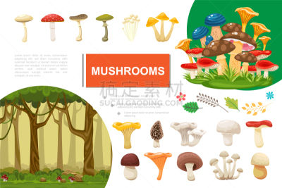 食用菌,平坦的,色彩鲜艳,有机食品,自然,Porcini Mushroom,季节,清新,食品,构图