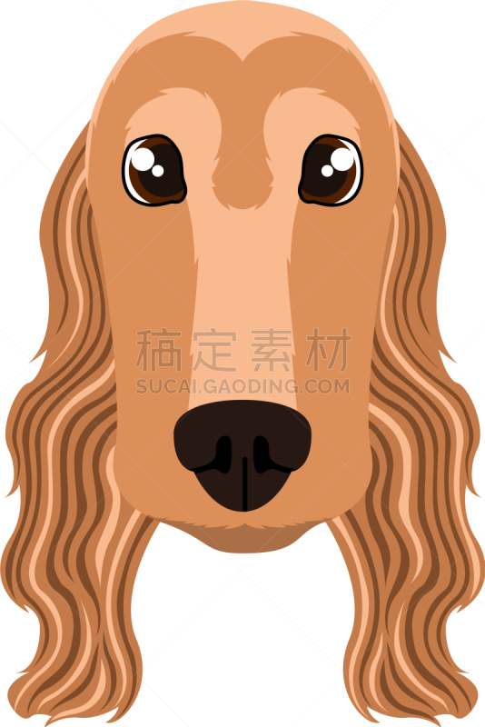 头像,分离着色,可爱的,宠物,纯种犬,肖像,图像,狗,性格