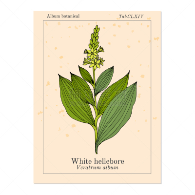 white hellebore veratrum album medicinal plant
