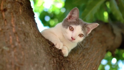 树上的猫