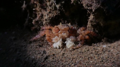 与海葵相关的拳击手Pom Crab，印度尼西亚
